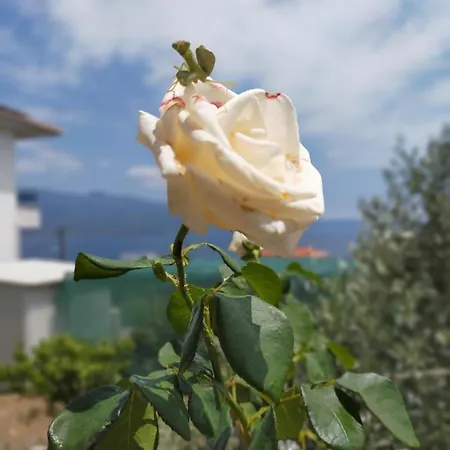 Agios Stefanos Sea View ヴィラ